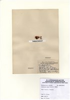 藏品(頂囊藻)的圖片